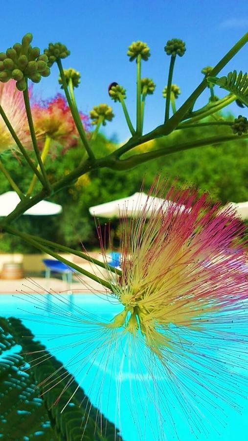 الشقق الفندقية ريباربيلافي  Agriturismo Terenzana المظهر الخارجي الصورة
